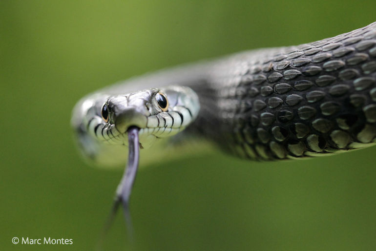 8 Mind-Blowing Images From The World's Top Wildlife Photographers Hero Image